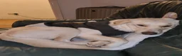 Borador dogs for sale: Bernie - Lab X Collie  - Advert 9