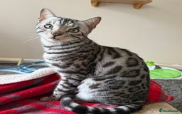 Bengal cats for sale: ⭐️Silver (black) Spotted Bengal TICA registered ⭐️ - Advert 6