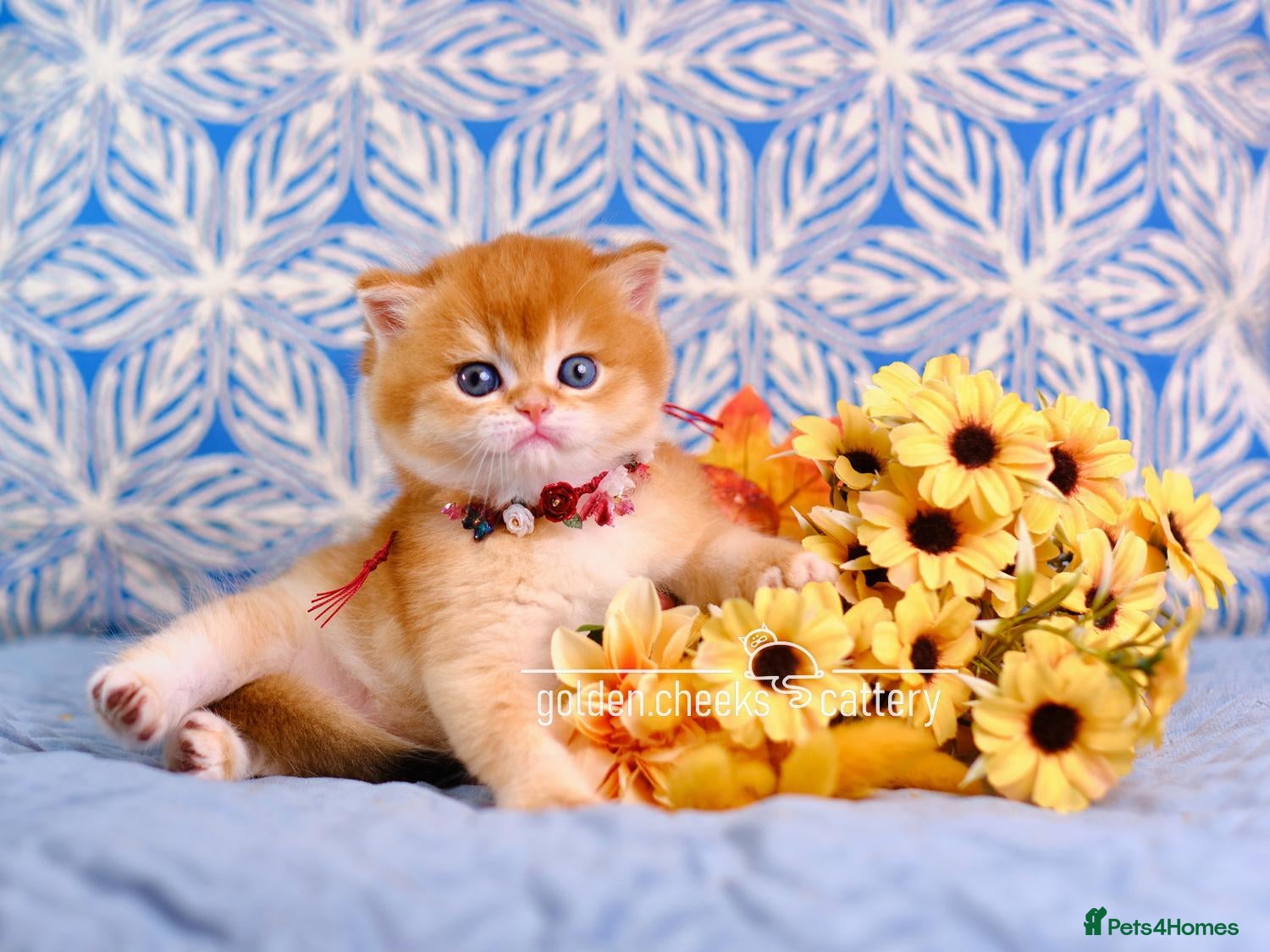 British Shorthair cats Exceptional Kittens from Outstanding Bloodlines  - Advert 1