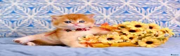British Shorthair cats for sale: Exceptional Kittens from Outstanding Bloodlines  - Advert 5