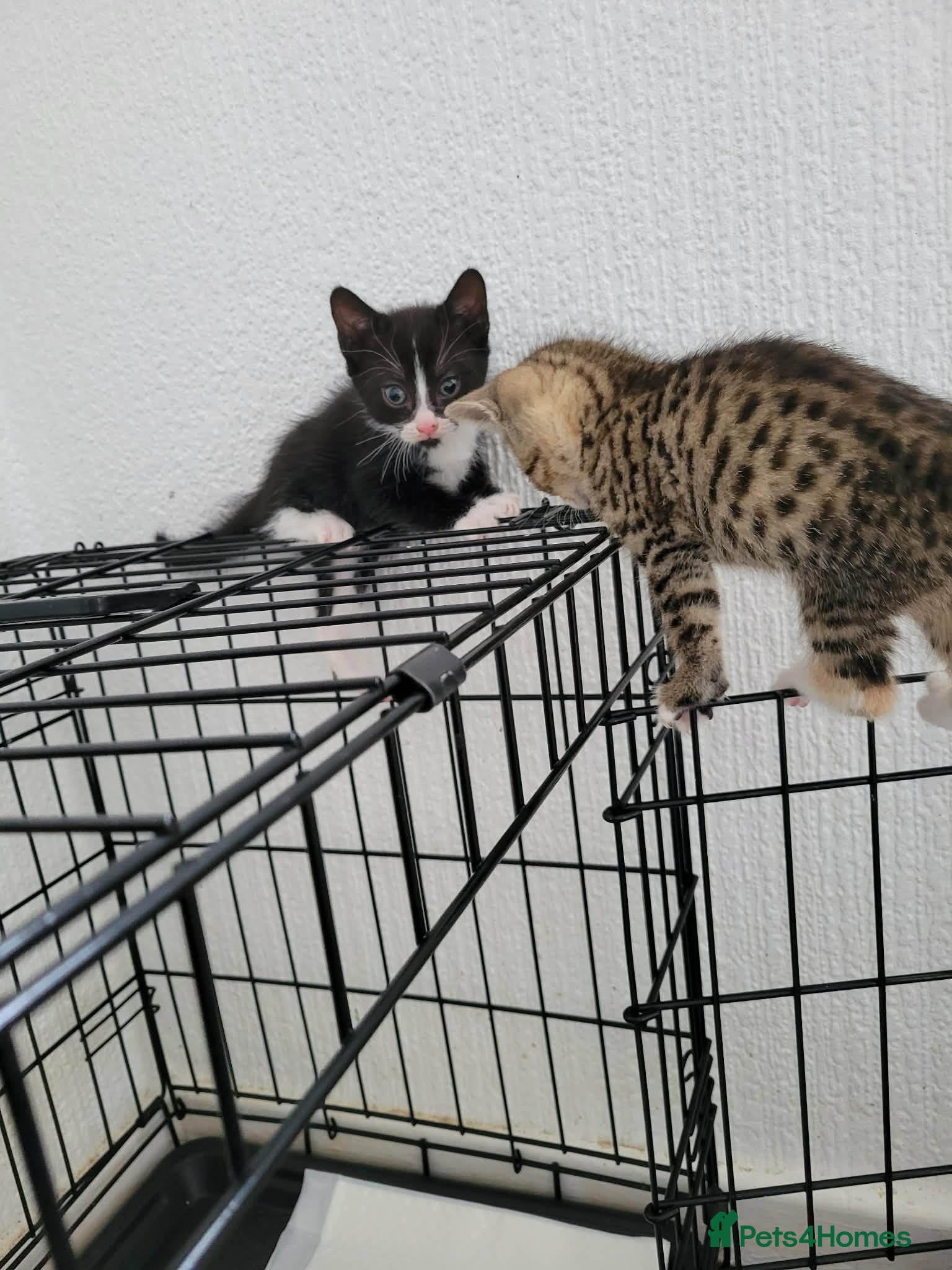Mixed Breed cats kittens for sale  - Advert 5