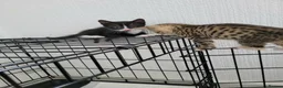Mixed Breed cats for sale: kittens for sale  - Advert 1
