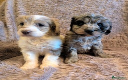 Cockapoo dogs for sale: Beautiful F1b cockapoo puppies - Advert 2