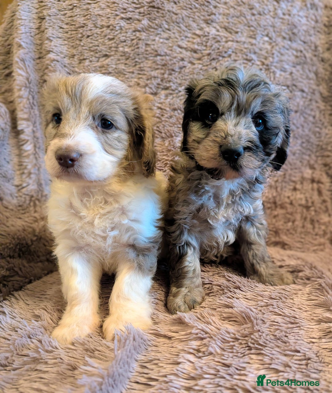 Cockapoo dogs for sale: Beautiful F1b cockapoo puppies - Advert 2