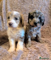 Cockapoo dogs Beautiful F1b cockapoo puppies - Advert 3