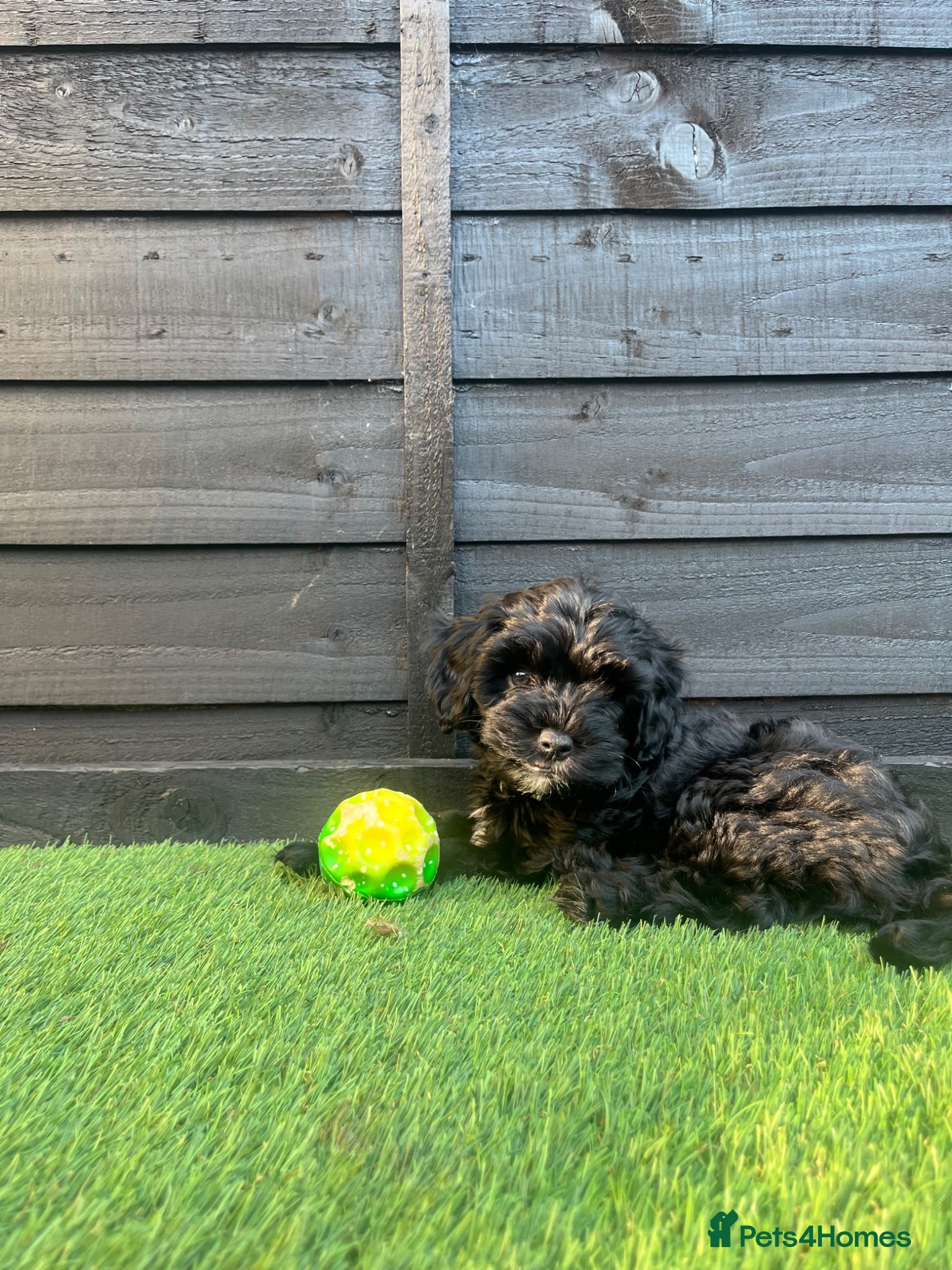 Cockapoo dogs  READY NOW! F2 cockapoo LAST GIRL REMAINING  - Advert 16