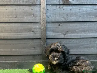 Cockapoo dogs READY NOW! F2 cockapoo LAST GIRL REMAINING - Advert 16
