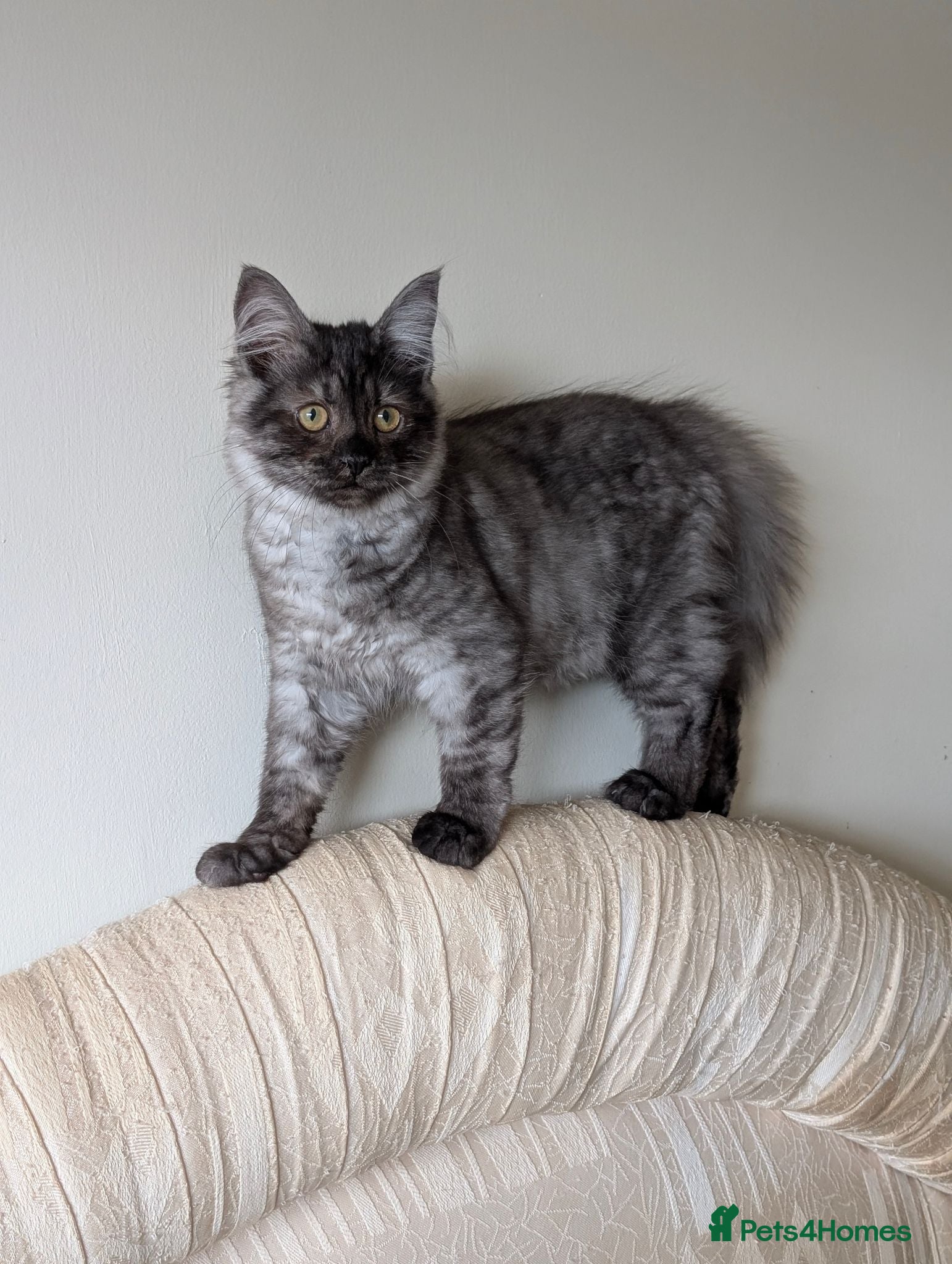Maine Coon cats Beautiful Black Smoke Ragdoll Maine Coon Kittens  - Advert 8