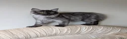Maine Coon cats for sale: Beautiful Black Smoke Ragdoll Maine Coon Kittens  - Advert 20