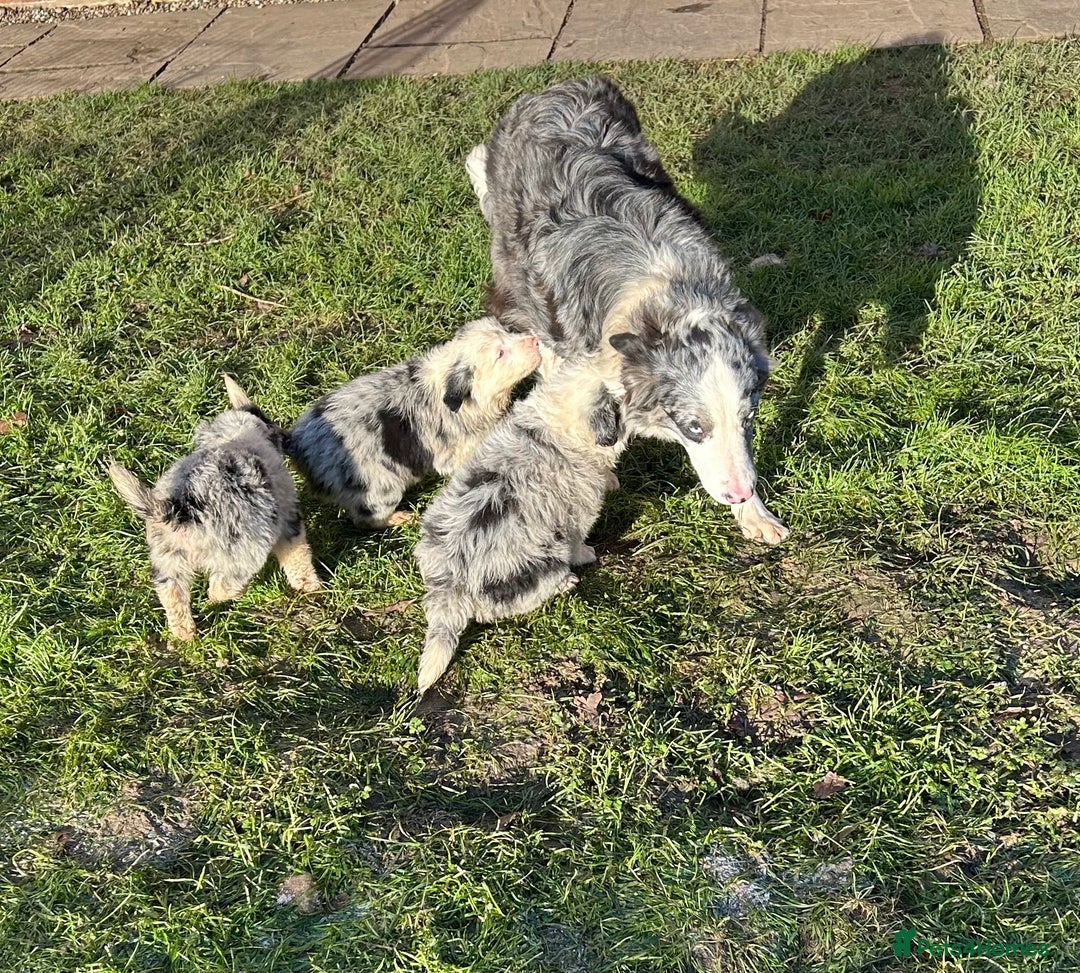 Border Collie dogs for sale: BEAUTIFUL BORDER COLLIE PUPS - Advert 2