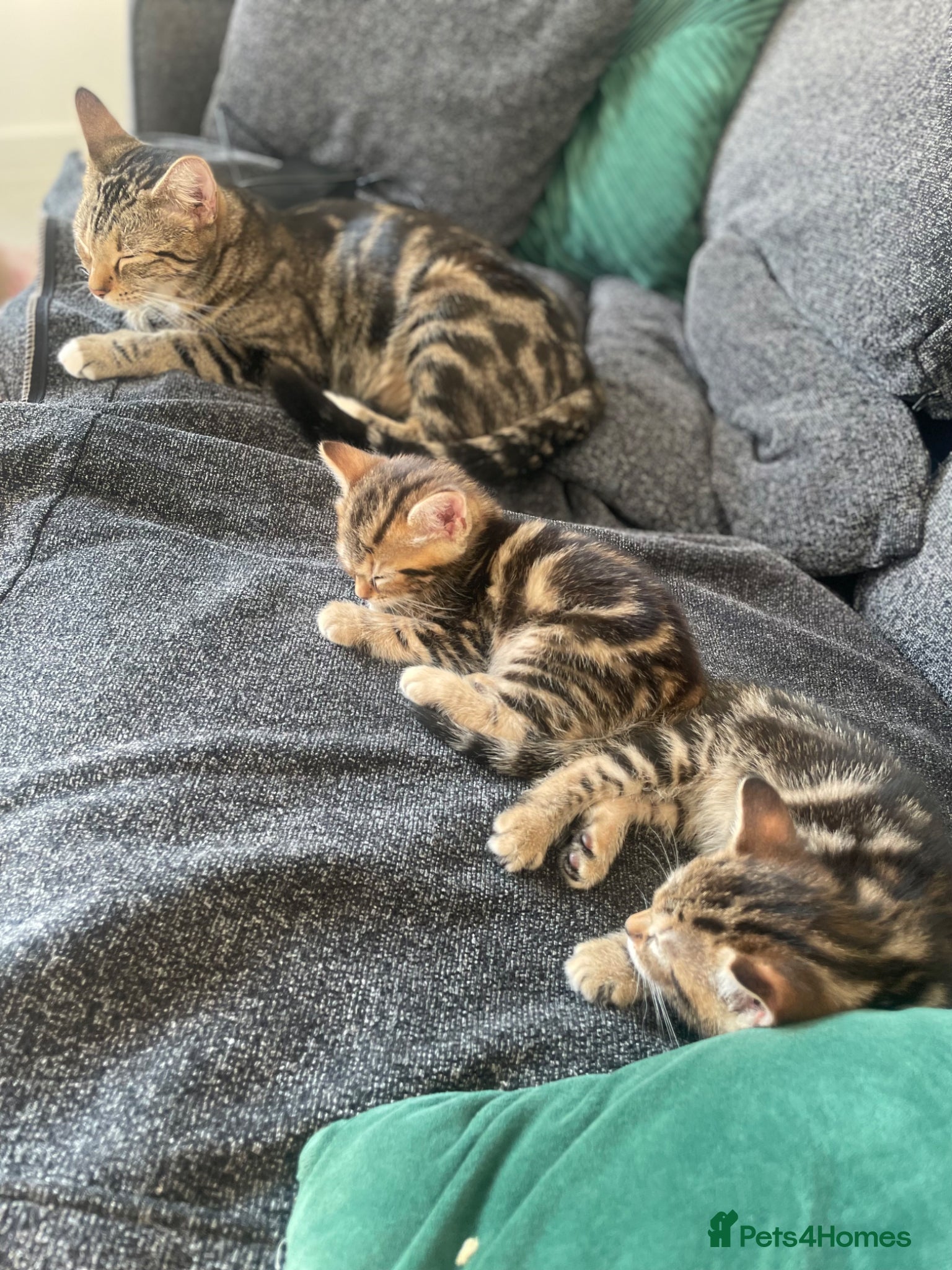Mixed Breed cats for sale: Kittens  in Bishop's Stortford - Advert 7