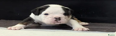 Olde English Bulldogge 2