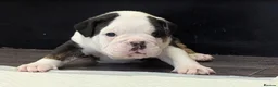 Olde English Bulldogge dogs for sale: 6 Olde English Bulldog puppies in Barry - Advert 13