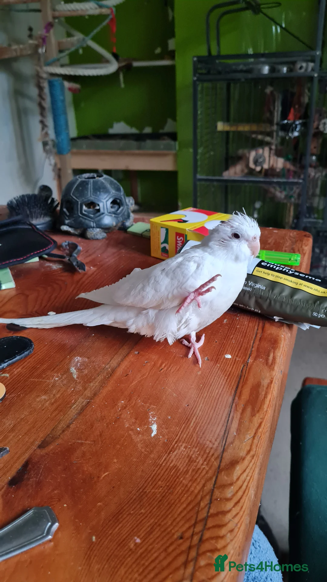 Cockatiels birds for sale: Baby cockatiels for sale  - Advert 6