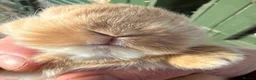 Mini Lop rabbits for sale: MINI LOP BUNNIES - PEDIGREE  - Advert 33