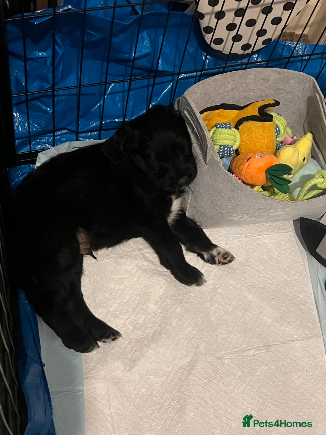 Mixed Breed dogs for sale: Stunning Litter of Labradoodle x Pyrenees - Advert 29