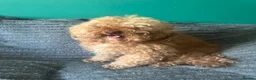 Toy Poodle dogs for stud: Toy poodle for stud  - Advert 7
