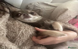 Chihuahua dogs for sale: Long Haired Chiahuahua - Image 3
