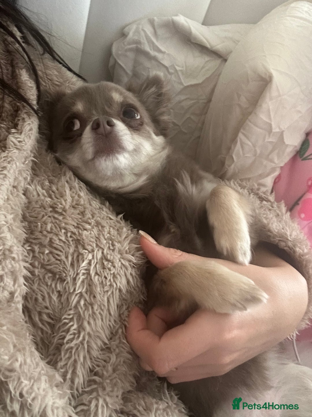 Chihuahua dogs for sale: Long Haired Chiahuahua - Image 3