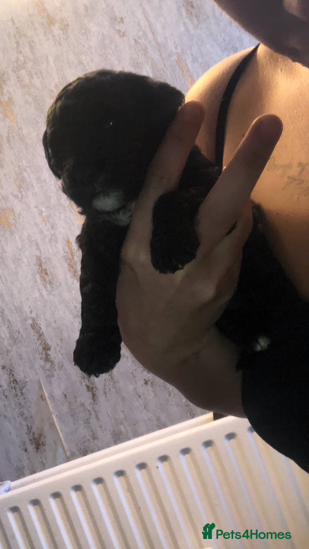 Cockapoo dogs for sale: Cockerpoo  - Image 10