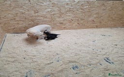 Labrador Retriever dogs for sale: Labrador Puppies black gold and chocolate  - Image 10