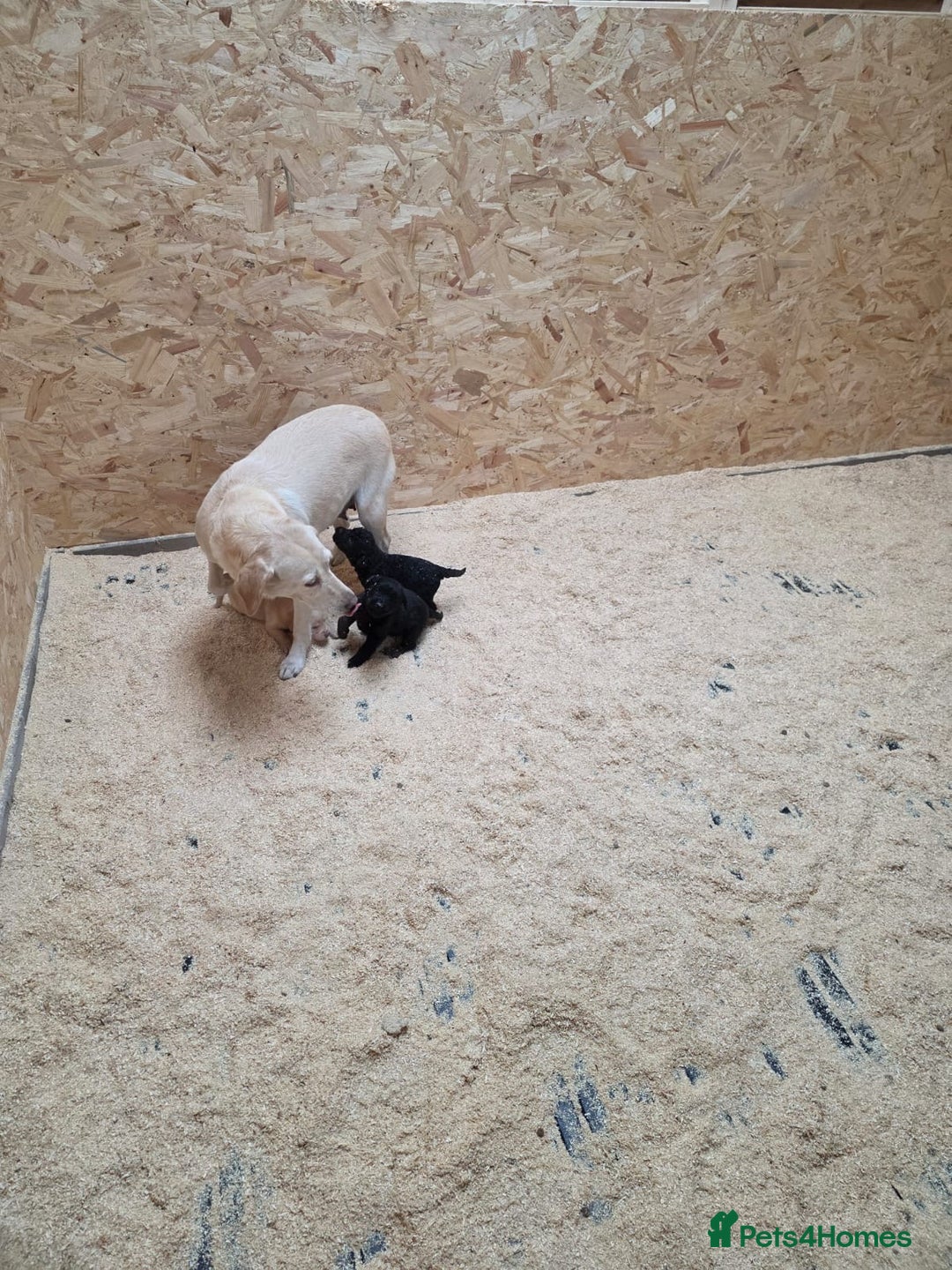 Labrador Retriever dogs for sale: Labrador Puppies black gold and chocolate  - Image 10