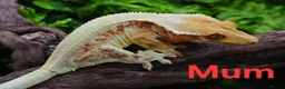 Gecko reptiles for sale: Baby crested geckos - Advert 4
