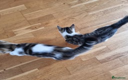 Mixed Breed cats for sale: 2 Beautiful Kittens For Sale !!! - Image 10