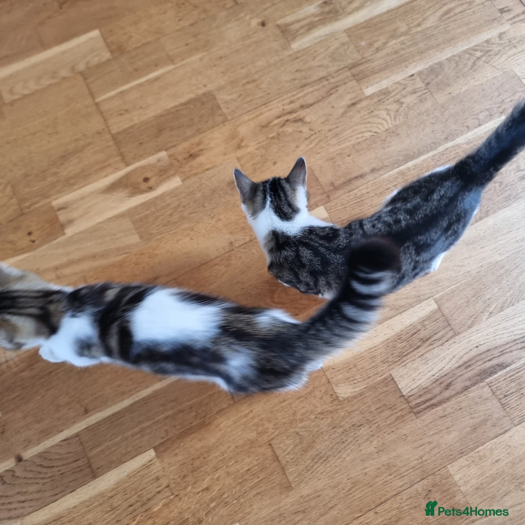 Mixed Breed cats for sale: 2 Beautiful Kittens For Sale !!! - Image 10