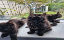 Maine Coon cats for sale: Maincoon x ragdoll  - Image 7