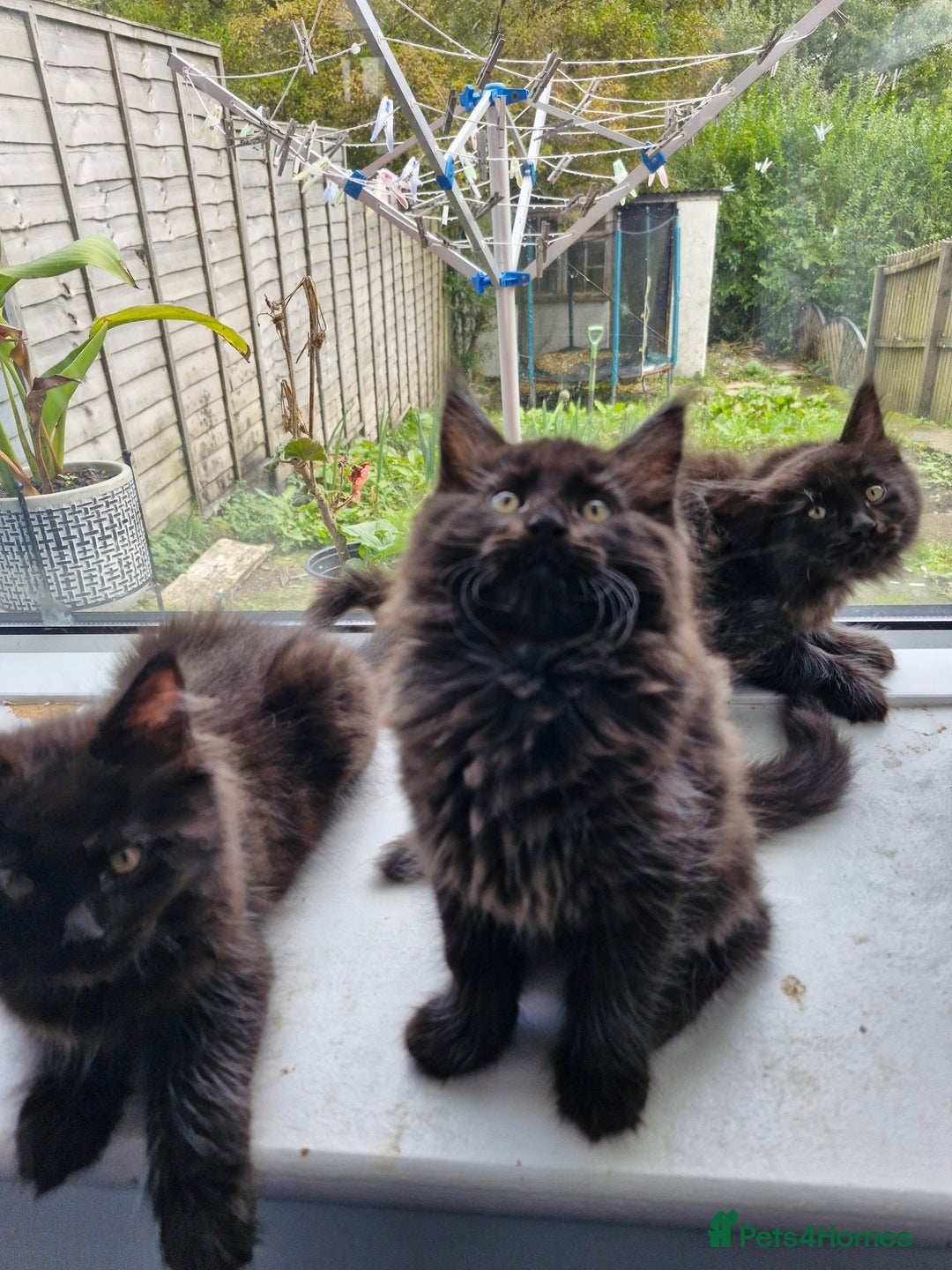 Maine Coon cats for sale: Maincoon x ragdoll  - Image 7