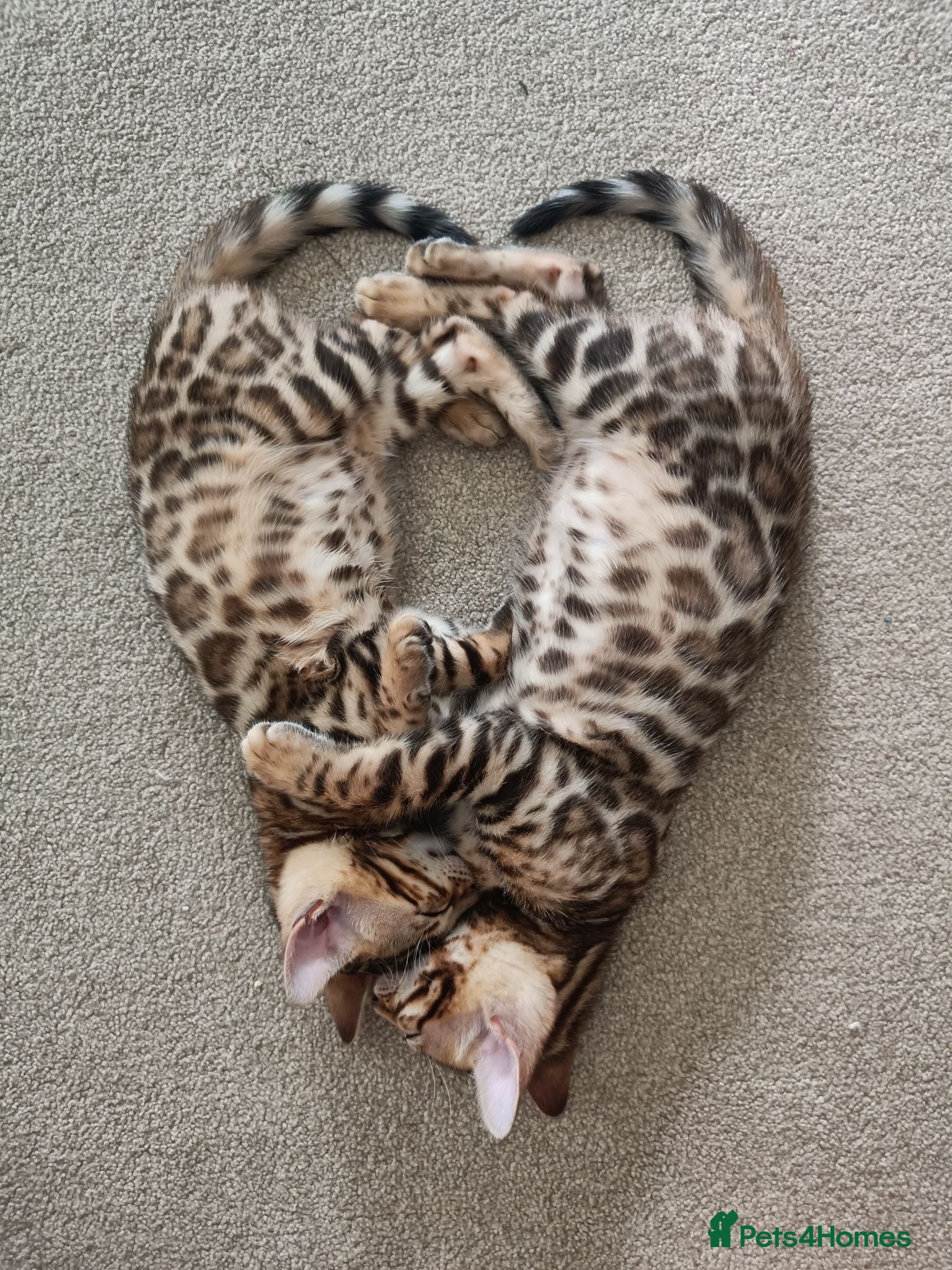 Bengal cats Cuddly and beautiful pedigree bengal kittens - Advert 2