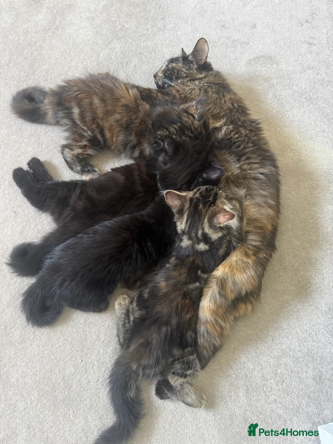 Mixed Breed cats for sale: 5 kittens with mother for good home  in Newcastle upon Tyne - Advert 2
