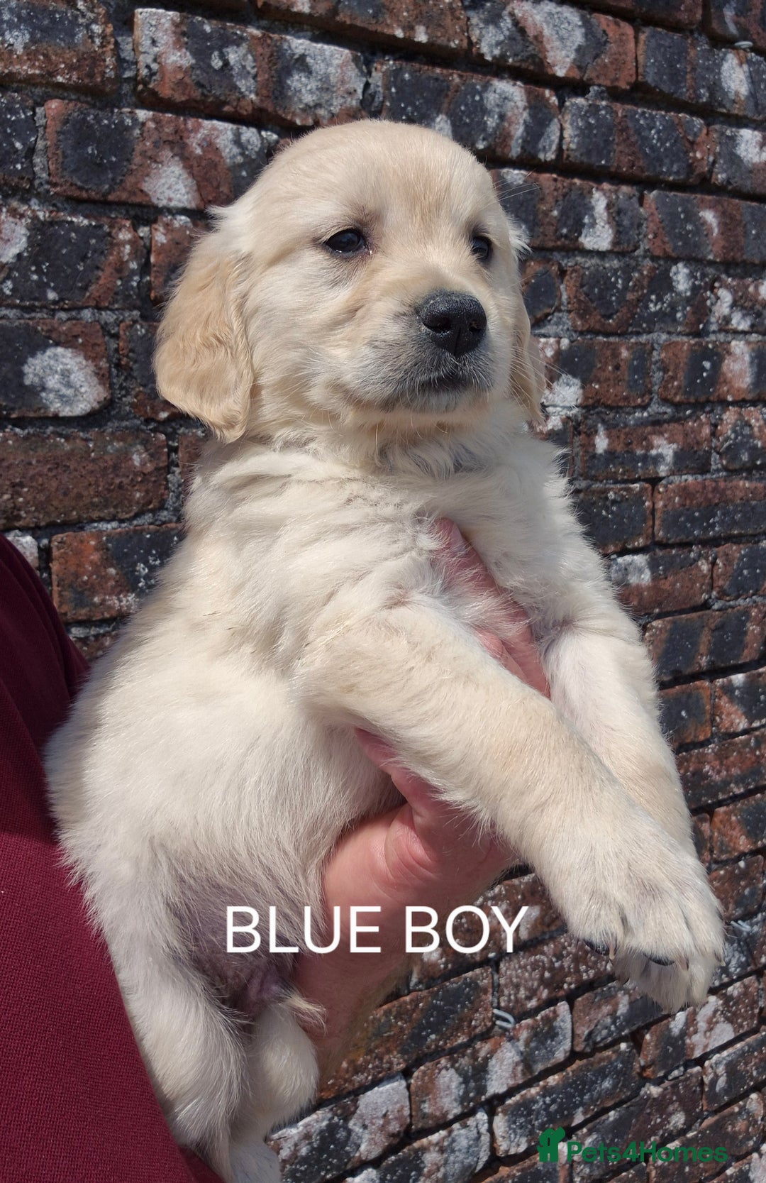 Golden Retriever dogs for sale: KC GOLDEN RETRIEVER PUPPIES  - Image 7