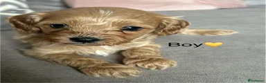 Cockapoo 2