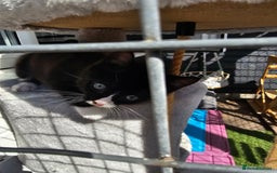 Ragcoon cats for sale: 2 Male kittens looking for forever homes  - Image 12