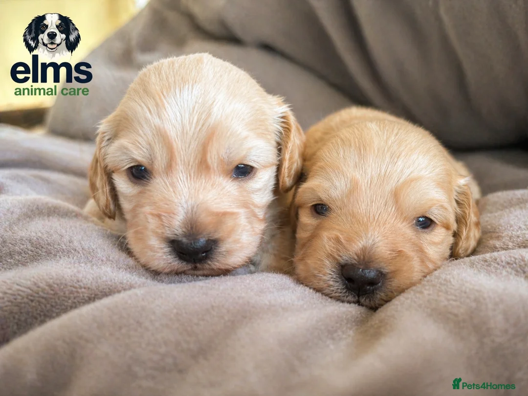 Mixed Breed dogs for sale: Beautiful Golden Sprockerpoo’s Ready End of May - Advert 2