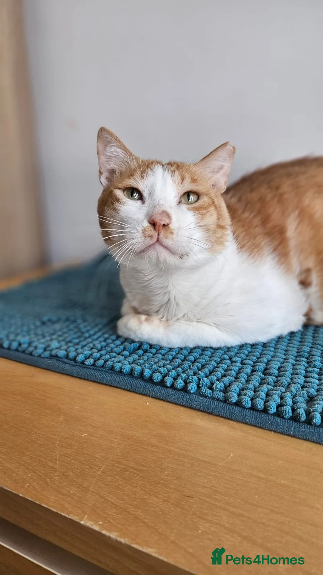 Mixed Breed cats for adoption: Male Rescue Cat for Indoor-Only Adoption - Advert 12