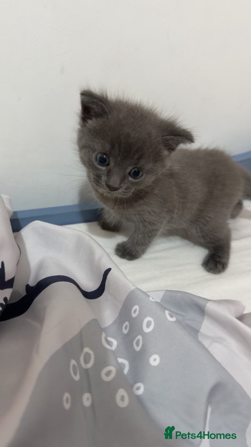 Domestic Shorthair cats Grey kitten  - Advert 5