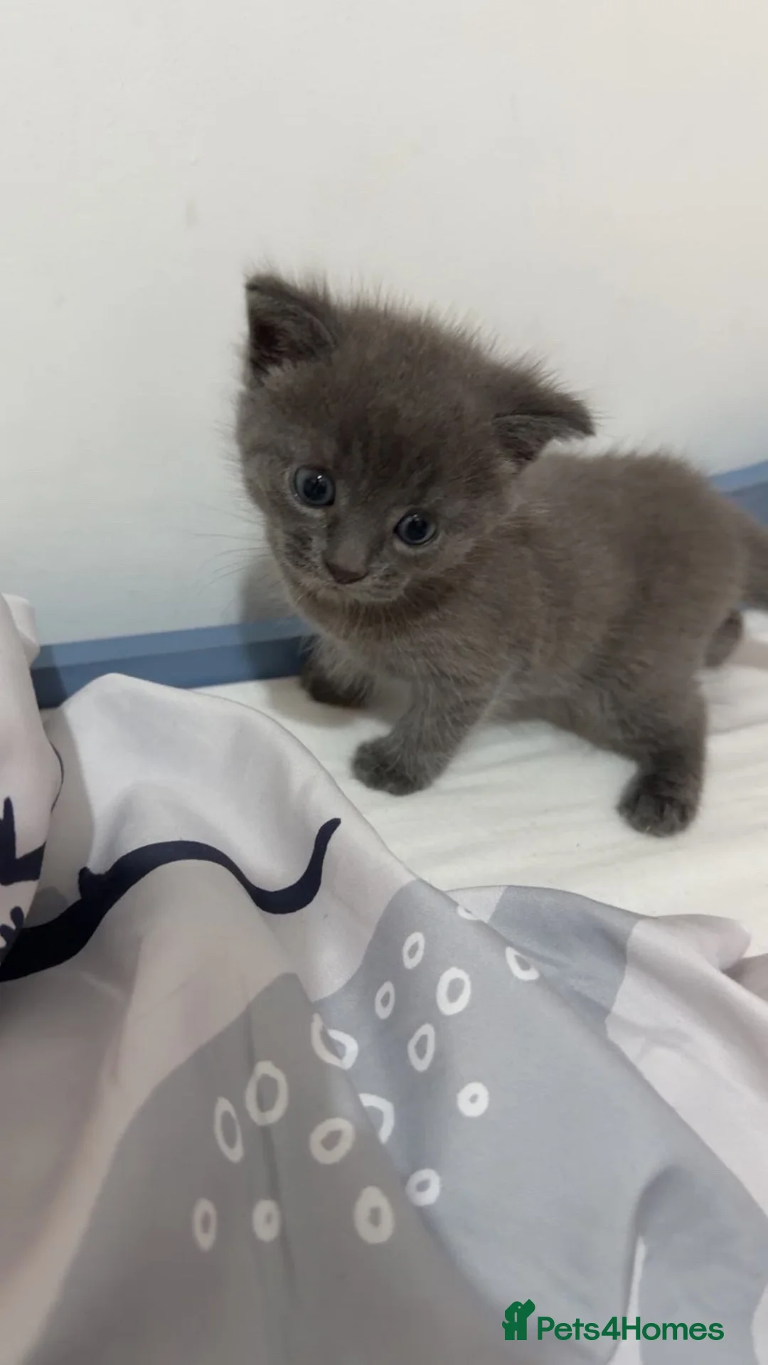 Domestic Shorthair cats for sale: Grey kitten  in Leicester - Advert 1