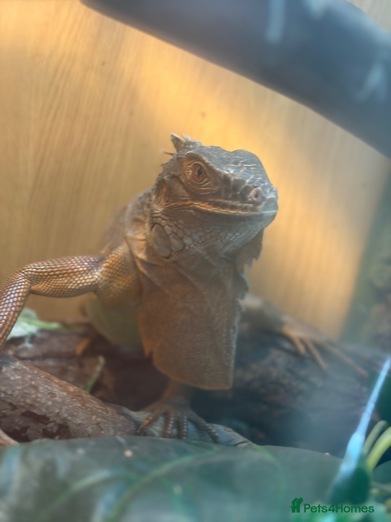 Iguana reptiles iguana albino + red - Advert 4