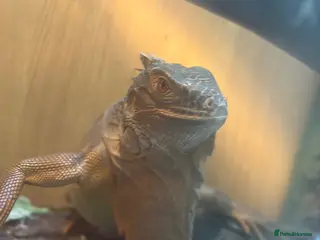 Iguana reptiles iguana albino + red - Advert 3