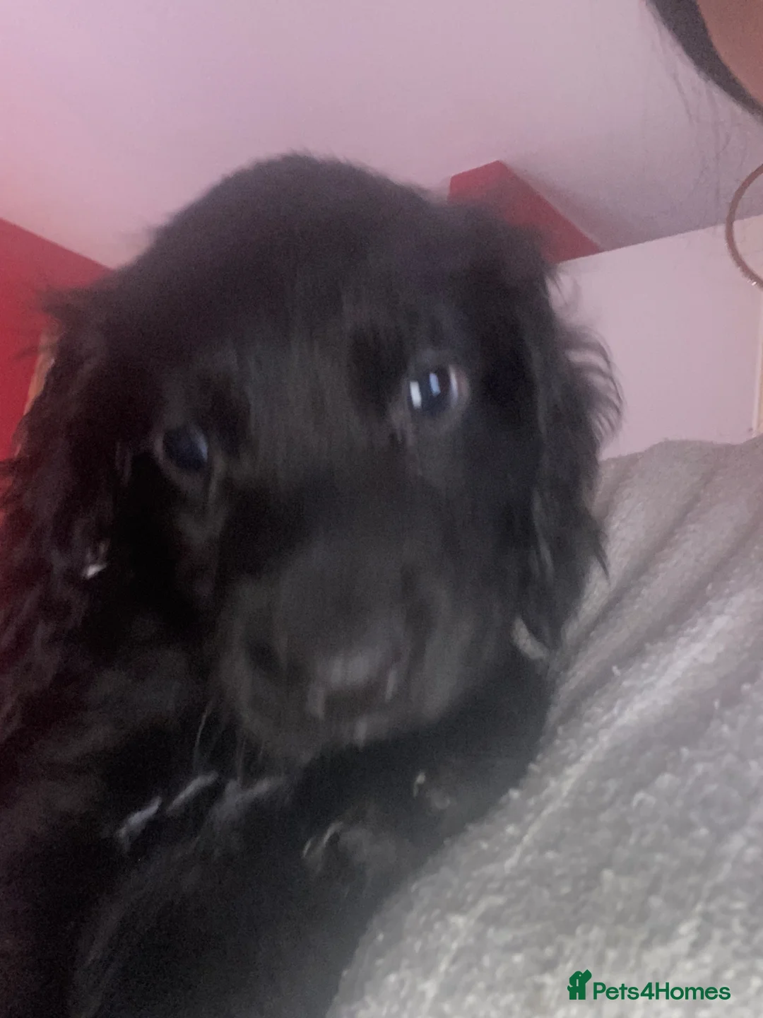 Mixed Breed dogs for sale: Boy spaniel puppie - Advert 2
