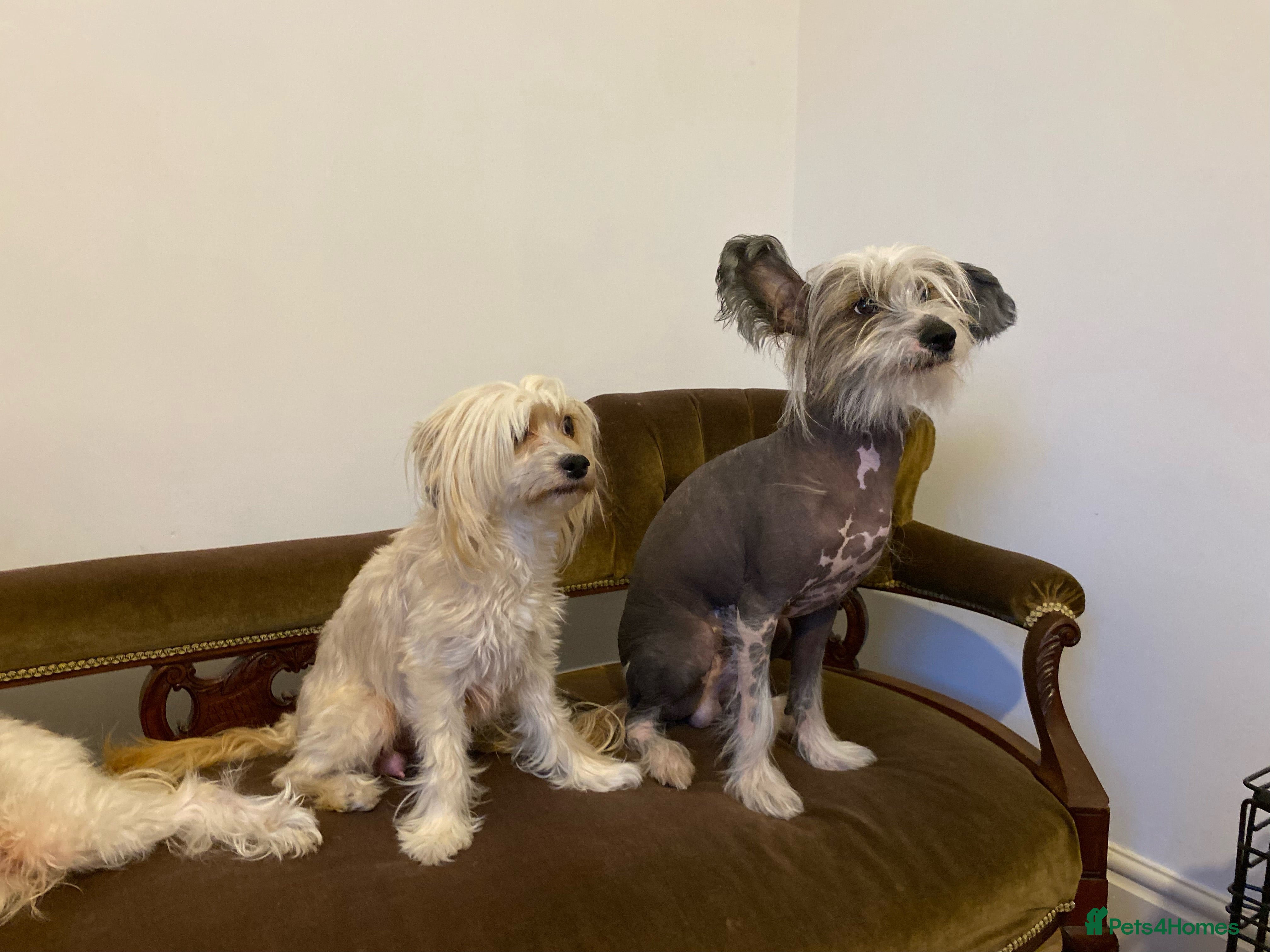 Chinese Crested dogs TRULY TRULY SCRUMPTIOUS apricot powder puff GIRL   - Advert 1