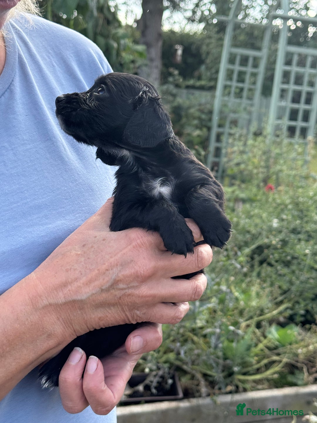 Cocker Spaniel dogs for sale: Kc registered litter of working cocker spaniels  - Image 2