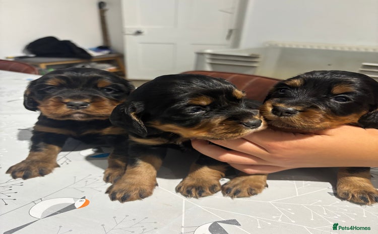 Cocker Spaniel dogs - Advert 6