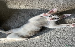 British Shorthair cats for sale: 10 week old kittens  - Image 1