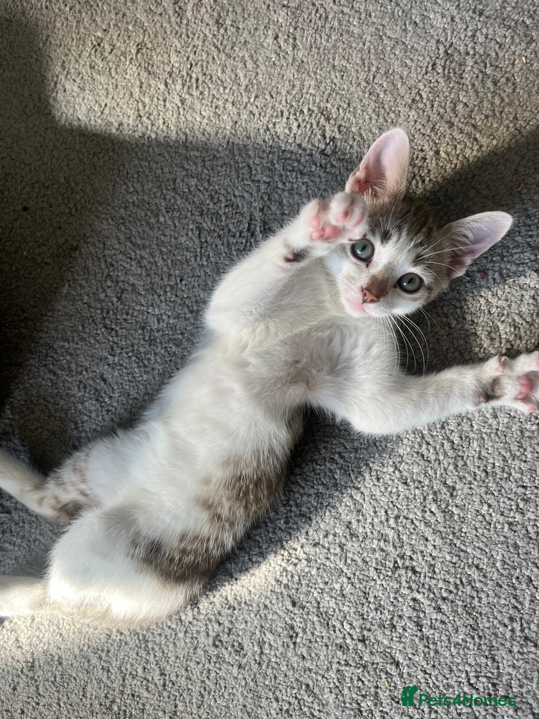 British Shorthair cats for sale: 10 week old kittens  - Image 1