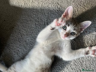 British Shorthair cats - Advert 3