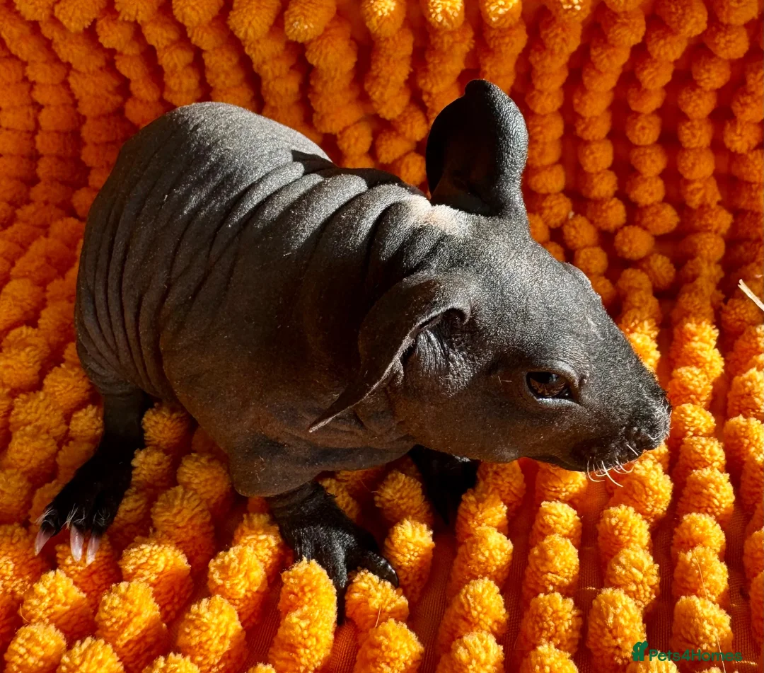 Guinea Pig rodents for sale: LAST LITTLE SKINNY PIG GIRL  - Advert 2